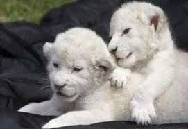 albino_kisoroszlanok.jpg